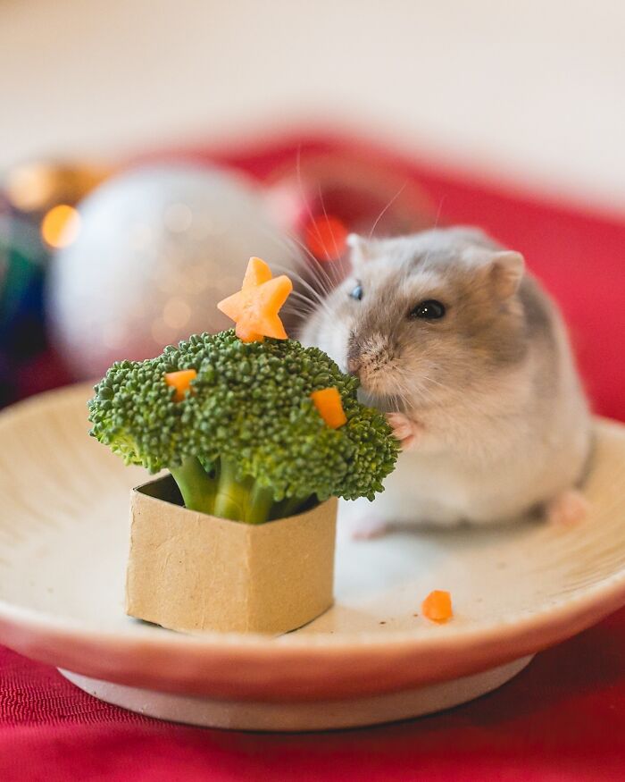 Meet The Cutest Hamsters on Instagram That Will Totally Melt Your Heart