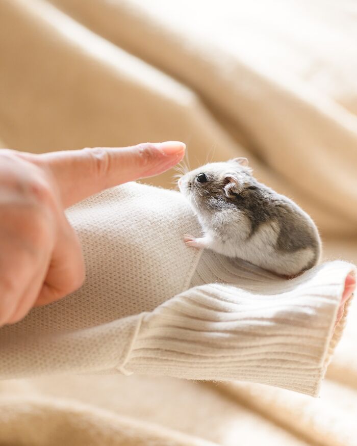 Meet The Cutest Hamsters on Instagram That Will Totally Melt Your Heart