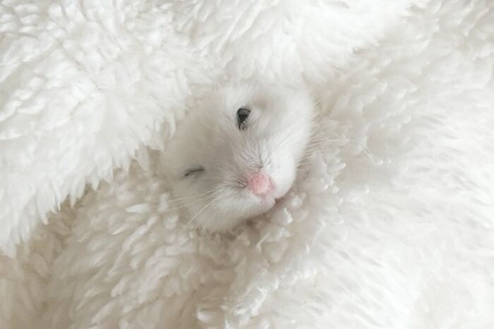 Meet The Cutest Hamsters on Instagram That Will Totally Melt Your Heart