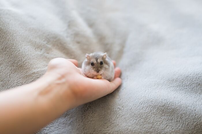 Meet The Cutest Hamsters on Instagram That Will Totally Melt Your Heart