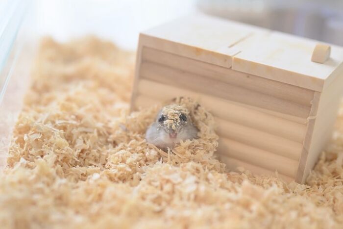 Meet The Cutest Hamsters on Instagram That Will Totally Melt Your Heart