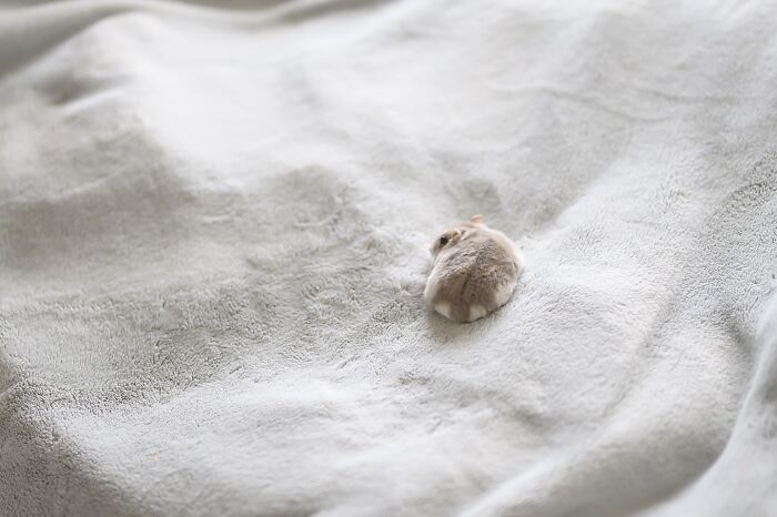 Meet The Cutest Hamsters on Instagram That Will Totally Melt Your Heart
