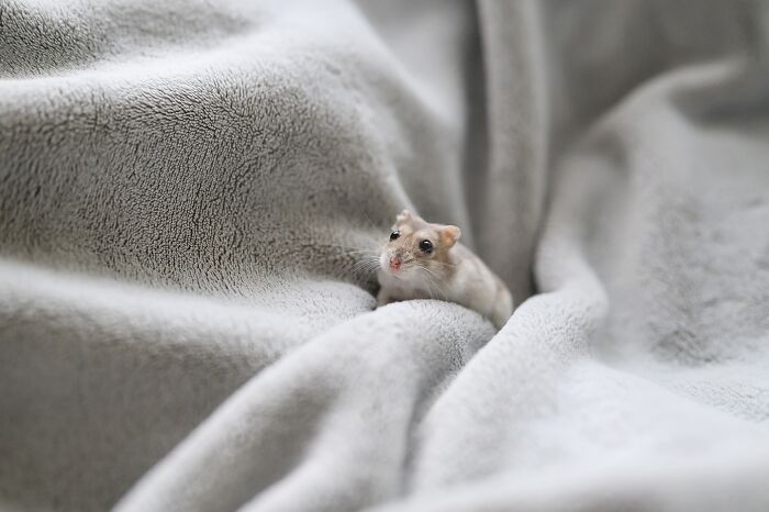 Meet The Cutest Hamsters on Instagram That Will Totally Melt Your Heart