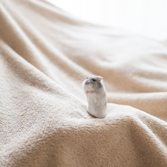 Meet The Cutest Hamsters on Instagram That Will Totally Melt Your Heart