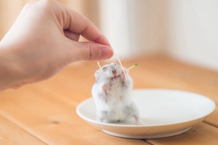 Meet The Cutest Hamsters on Instagram That Will Totally Melt Your Heart