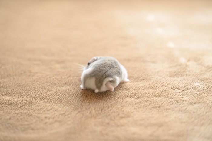 Meet The Cutest Hamsters on Instagram That Will Totally Melt Your Heart