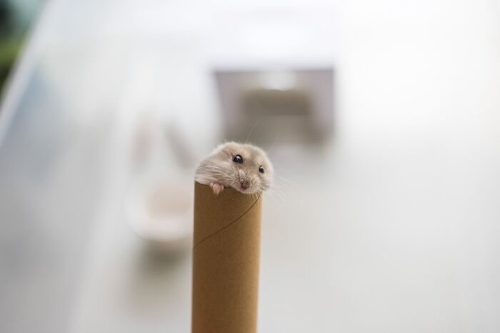 Meet The Cutest Hamsters on Instagram That Will Totally Melt Your Heart