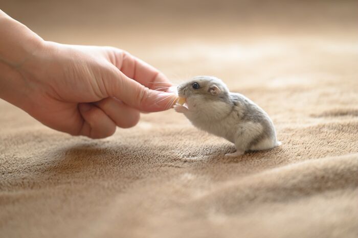 Meet The Cutest Hamsters on Instagram That Will Totally Melt Your Heart