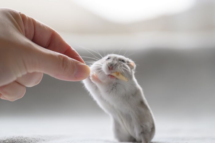 Meet The Cutest Hamsters on Instagram That Will Totally Melt Your Heart