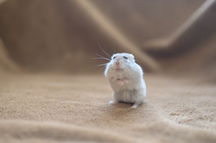 Meet The Cutest Hamsters on Instagram That Will Totally Melt Your Heart