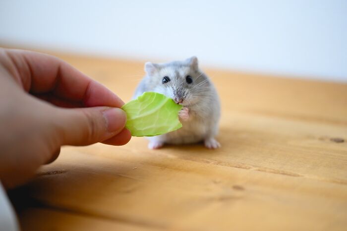 Meet The Cutest Hamsters on Instagram That Will Totally Melt Your Heart