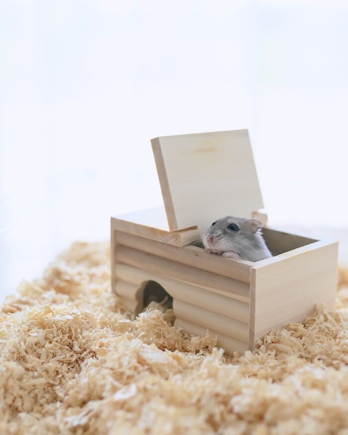 Meet The Cutest Hamsters on Instagram That Will Totally Melt Your Heart
