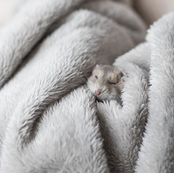 Meet The Cutest Hamsters on Instagram That Will Totally Melt Your Heart
