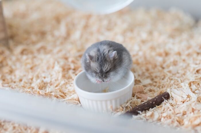 Meet The Cutest Hamsters on Instagram That Will Totally Melt Your Heart