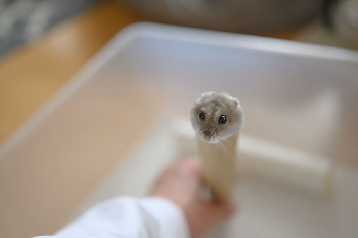Meet The Cutest Hamsters on Instagram That Will Totally Melt Your Heart