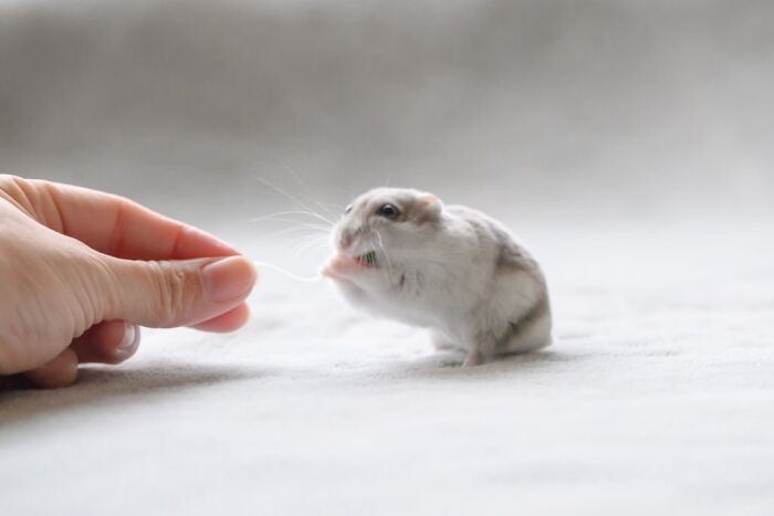 Meet The Cutest Hamsters on Instagram That Will Totally Melt Your Heart