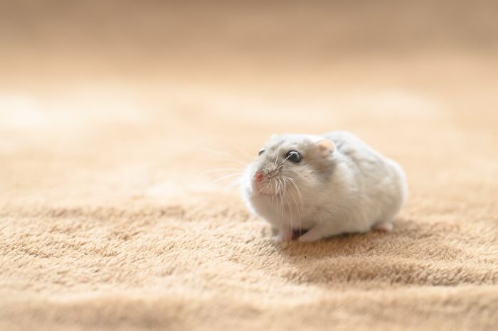 Meet The Cutest Hamsters on Instagram That Will Totally Melt Your Heart