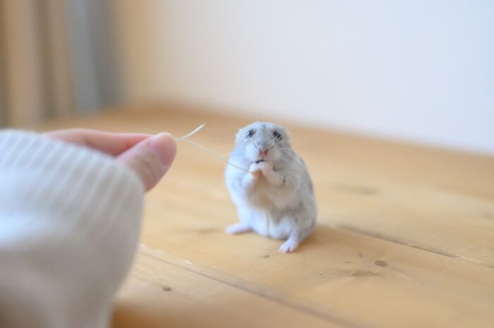 Meet The Cutest Hamsters on Instagram That Will Totally Melt Your Heart