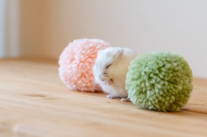 Meet The Cutest Hamsters on Instagram That Will Totally Melt Your Heart