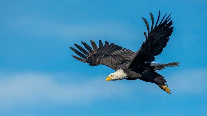 USA: That 'Eagle' Sound Is Actually a Hawk