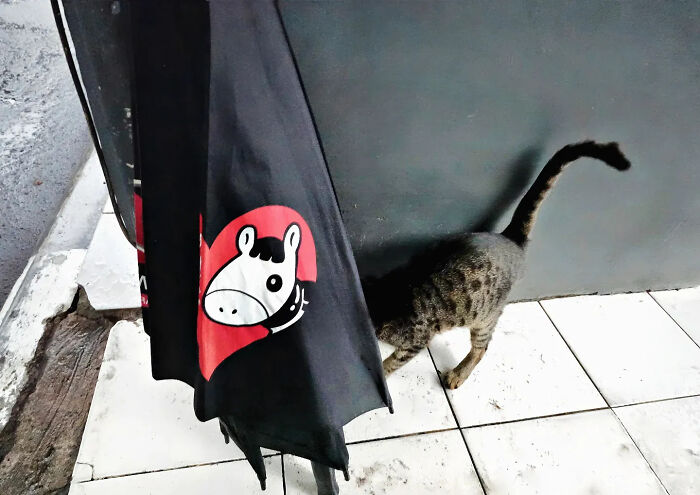 Wait, These Pics Totally Fooled My Eyes!