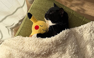 Wait Until You See These Hilarious Cat Pics That’ll Totally Brighten Your Day