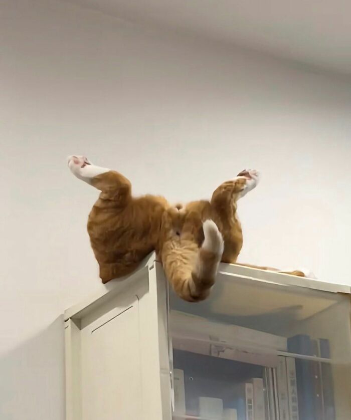 Wait Until You See These Hilarious Cat Pics That’ll Totally Brighten Your Day