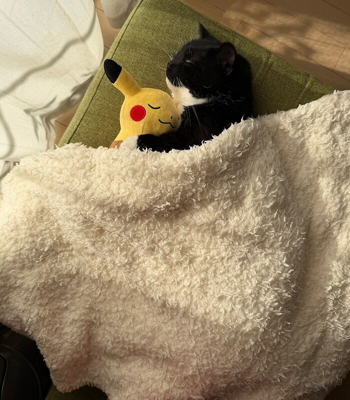 Wait Until You See These Hilarious Cat Pics That’ll Totally Brighten Your Day