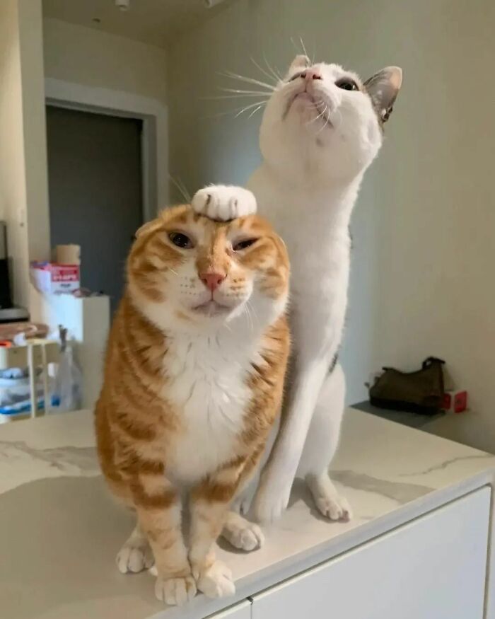 Wait Until You See These Hilarious Cat Pics That’ll Totally Brighten Your Day