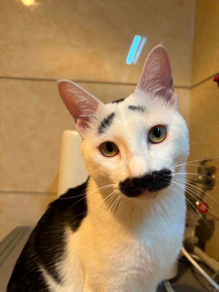 Wait Until You See These Hilarious Cat Pics That’ll Totally Brighten Your Day