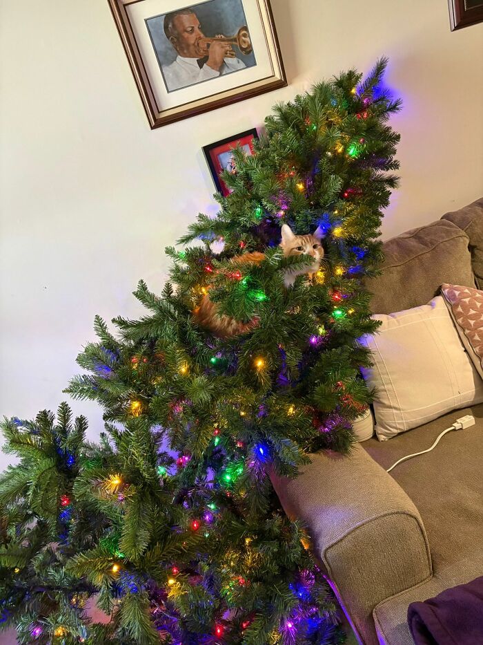 Wait Until You See These Hilarious Cat Pics That’ll Totally Brighten Your Day