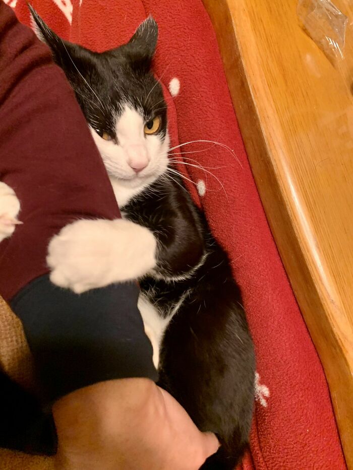 Wait Until You See These Hilarious Cat Pics That’ll Totally Brighten Your Day