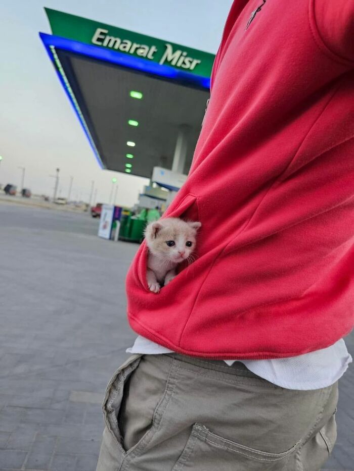 Wait Until You See These Hilarious Cat Pics That’ll Totally Brighten Your Day