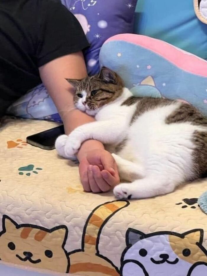 Wait Until You See These Hilarious Cat Pics That’ll Totally Brighten Your Day