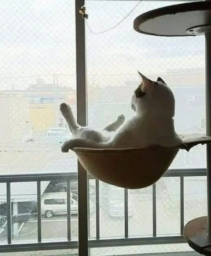 Wait Until You See These Hilarious Cat Pics That’ll Totally Brighten Your Day