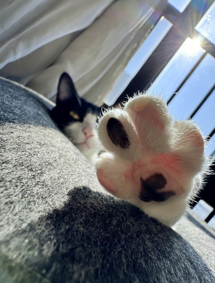 Wait Until You See These Hilarious Cat Pics That’ll Totally Brighten Your Day