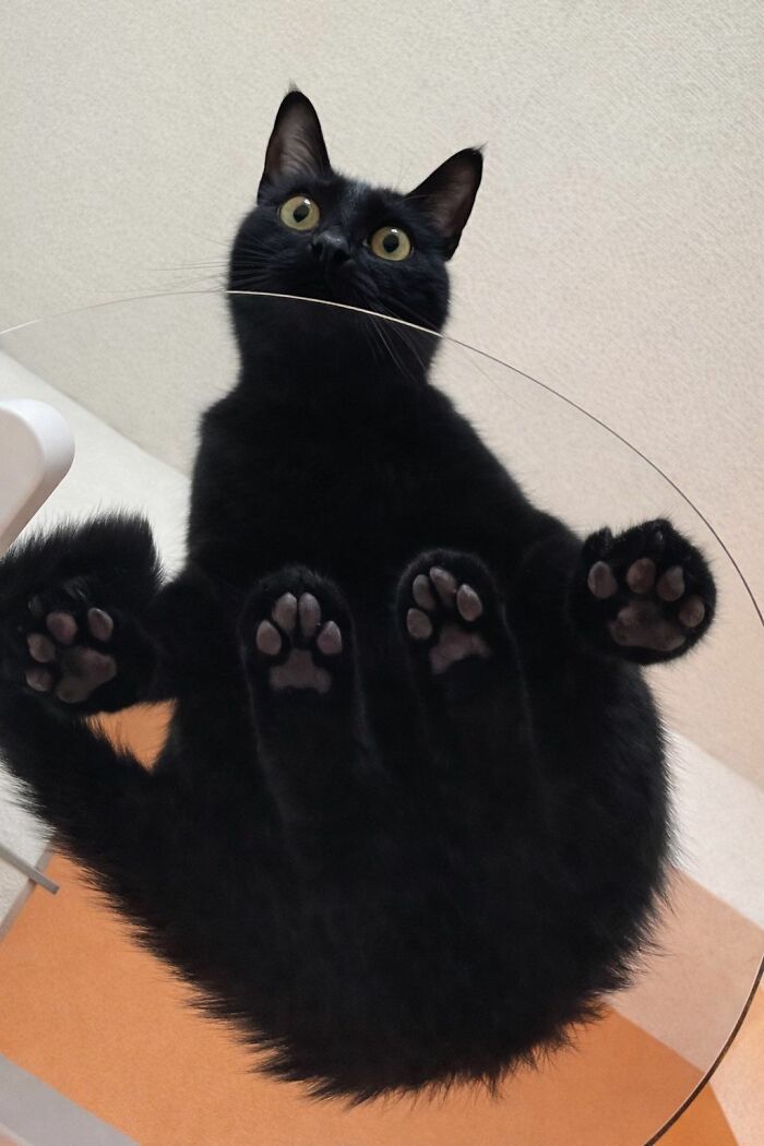 Wait Until You See These Hilarious Cat Pics That’ll Totally Brighten Your Day