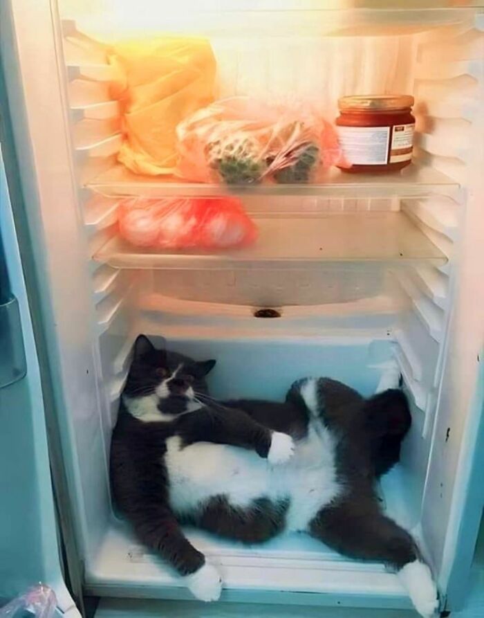 Wait Until You See These Hilarious Cat Pics That’ll Totally Brighten Your Day