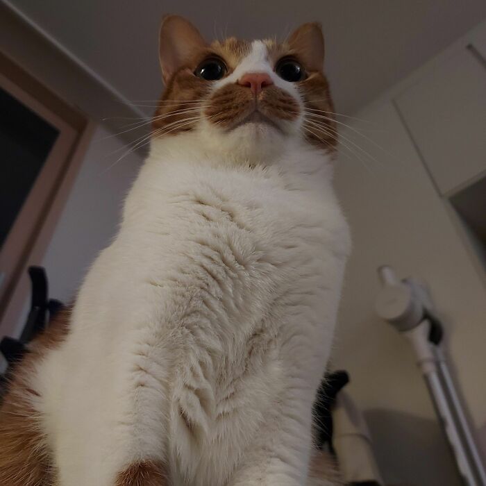 Wait Until You See These Hilarious Cat Pics That’ll Totally Brighten Your Day