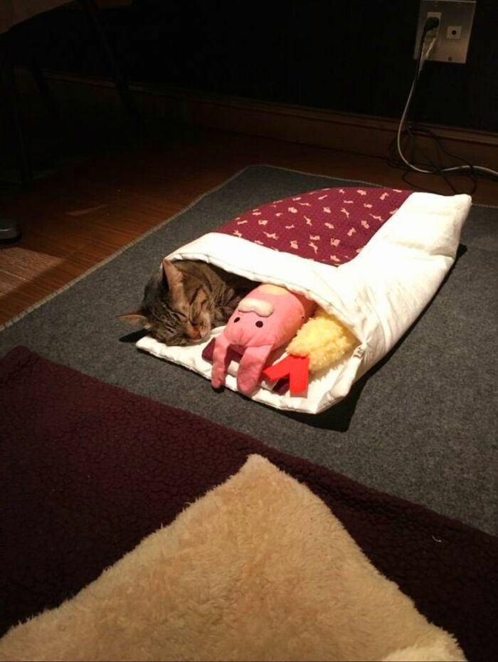 Wait Until You See These Hilarious Cat Pics That’ll Totally Brighten Your Day