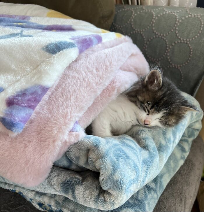 Wait Until You See These Hilarious Cat Pics That’ll Totally Brighten Your Day