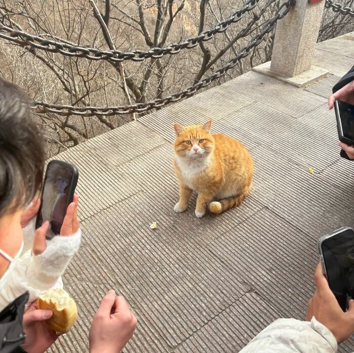 Wait Until You See These Hilarious Cat Pics That’ll Totally Brighten Your Day