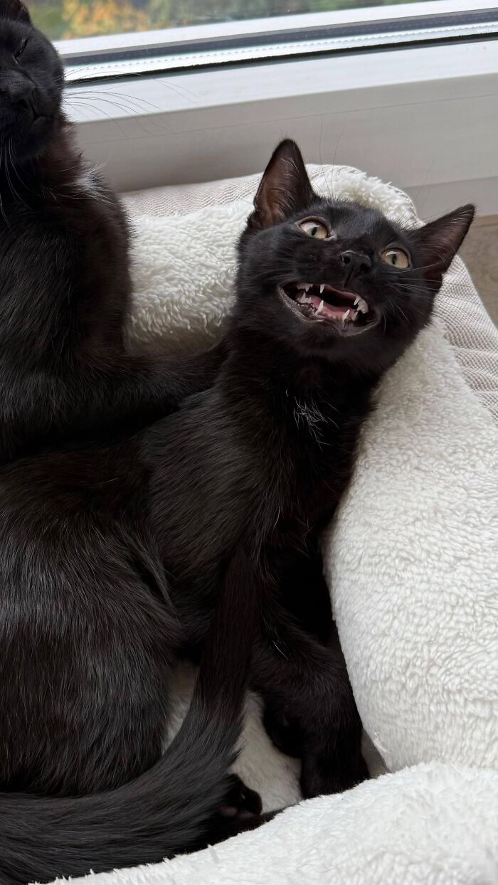 Wait Until You See These Hilarious Cat Pics That’ll Totally Brighten Your Day