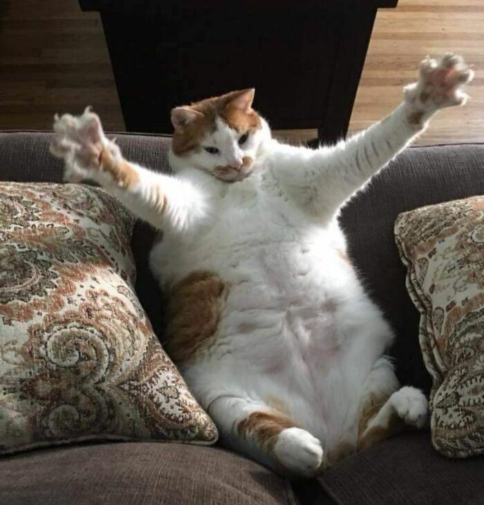 Wait Until You See These Hilarious Cat Pics That’ll Totally Brighten Your Day
