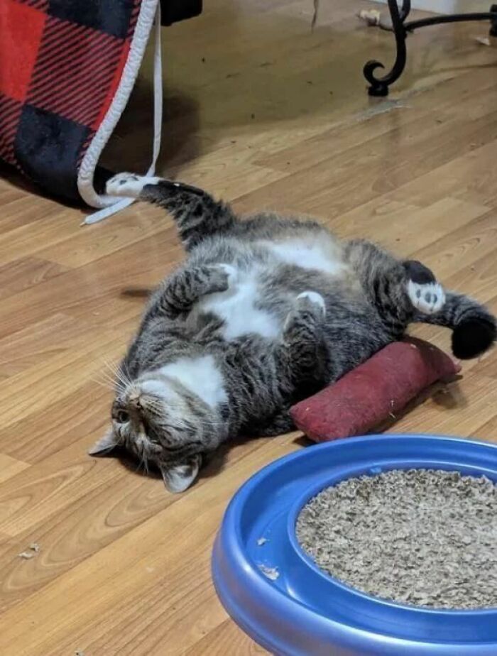 Wait Until You See These Hilarious Cat Pics That’ll Totally Brighten Your Day