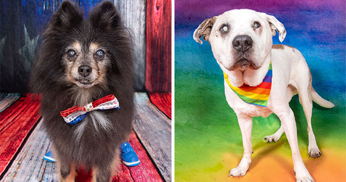 These Senior Dogs Prove Old Is the New Adorable!