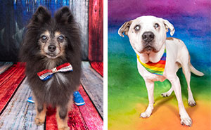 These Senior Dogs Prove Old Is the New Adorable!