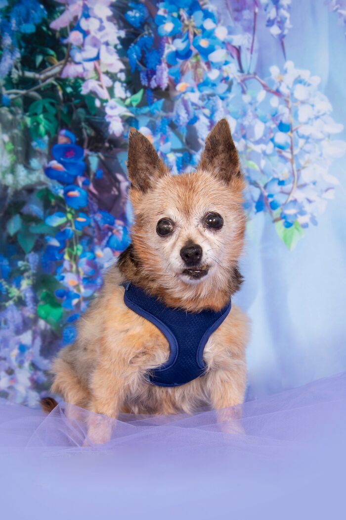 These Senior Dogs Prove Old Is the New Adorable!