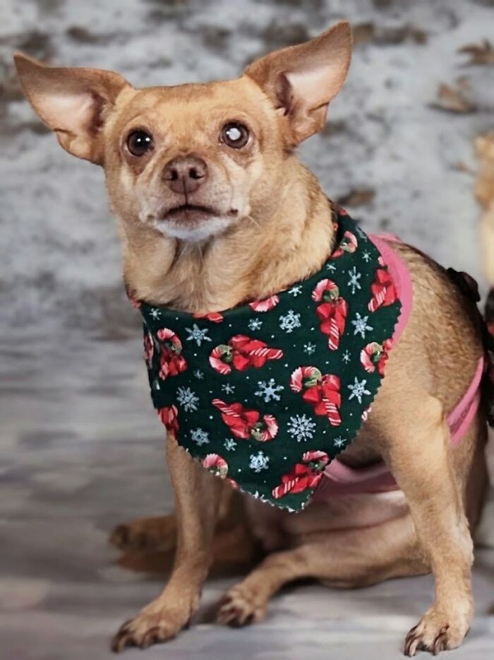 These Senior Dogs Prove Old Is the New Adorable!