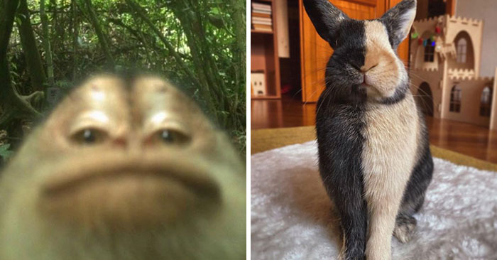 83 Animal Moments That Will Totally Brighten Your Day